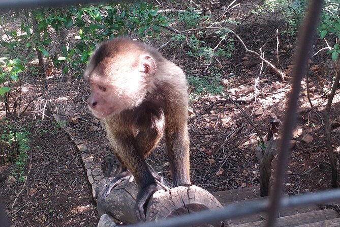 Enlightening Elephants And Monkeys Sanctuary Guided Day Tour - What The Guide Adds To The Day