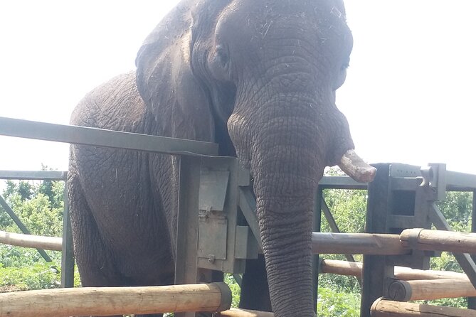 Enlightening Elephants And Monkeys Sanctuary Guided Day Tour - Is The $228.37 Price Fair?