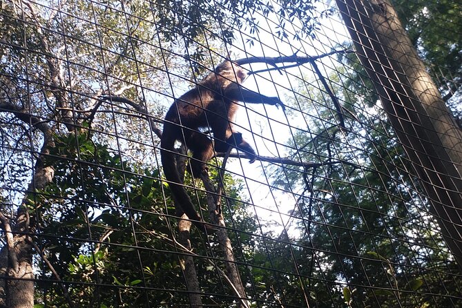 Enlightening Elephants And Monkeys Sanctuary Guided Day Tour - Who Will Enjoy This Most