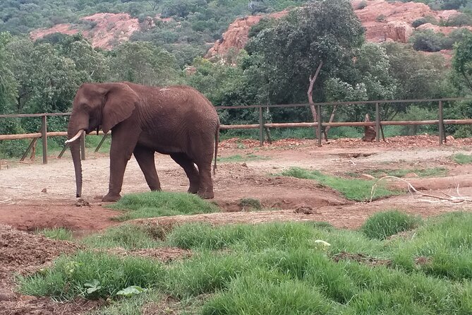 Enlightening Elephants And Monkeys Sanctuary Guided Day Tour - Practical Advice For A Smooth Visit