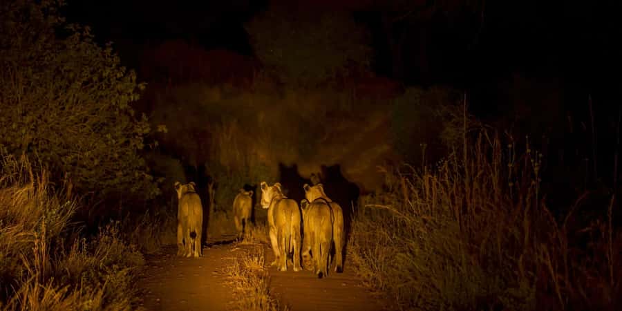 Evening Pilanesberg Safari Tour from Sun City - Why an evening drive works well in Pilanesberg
