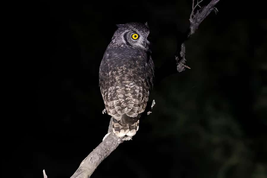 Evening Pilanesberg Safari Tour from Sun City - Returning through Manyane Gate before darkness