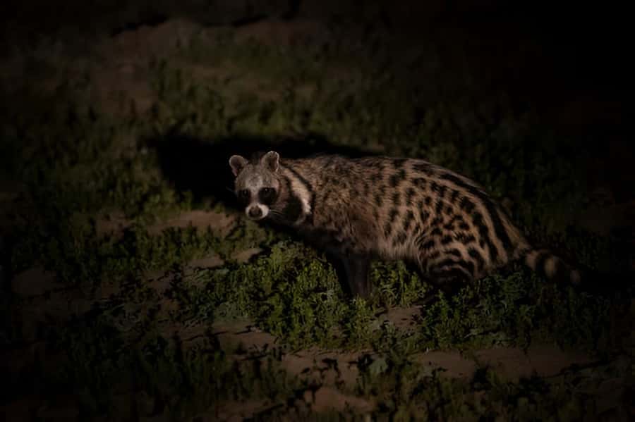 Evening Pilanesberg Safari Tour from Sun City - Is the $59 price good value?