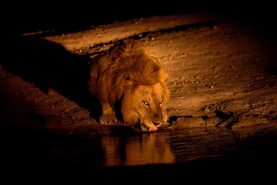 Evening Pilanesberg Safari Tour from Sun City - Who should choose this safari?
