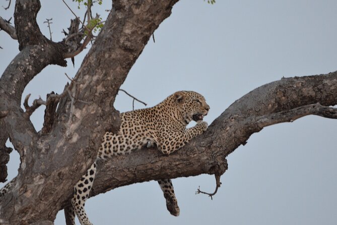 Exhilarating 7 Day Kruger Safari Adventure - South to North - Key Points About This Kruger Safari