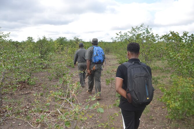 Exhilarating 7 Day Kruger Safari Adventure - South to North - Day 4: Lion Country in Central Kruger
