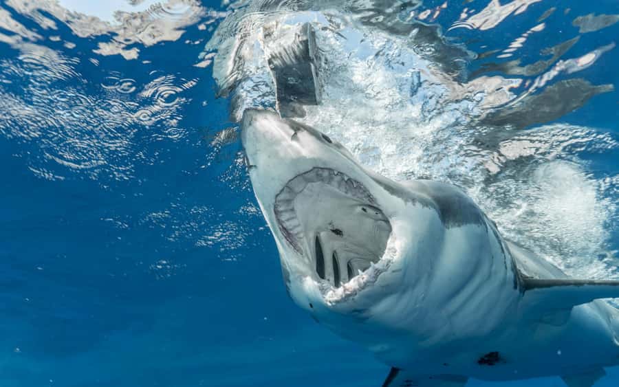 Exhilarating Shark Cage Diving Experience in Cape Town - Key points to know before booking
