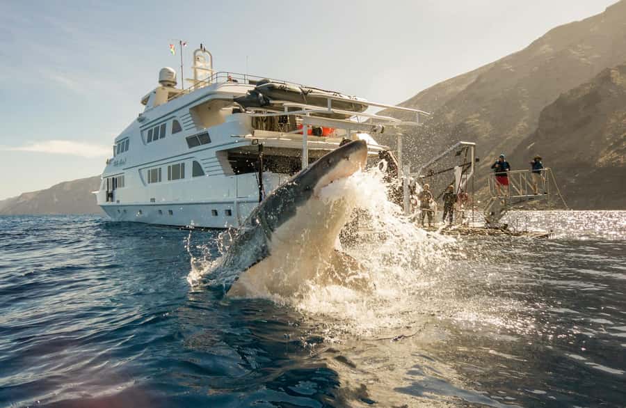 Exhilarating Shark Cage Diving Experience in Cape Town - About three hours at sea near Dyer Island