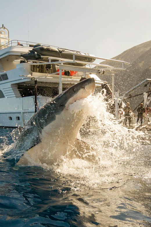 Exhilarating Shark Cage Diving Experience in Cape Town - What the cage encounter feels like