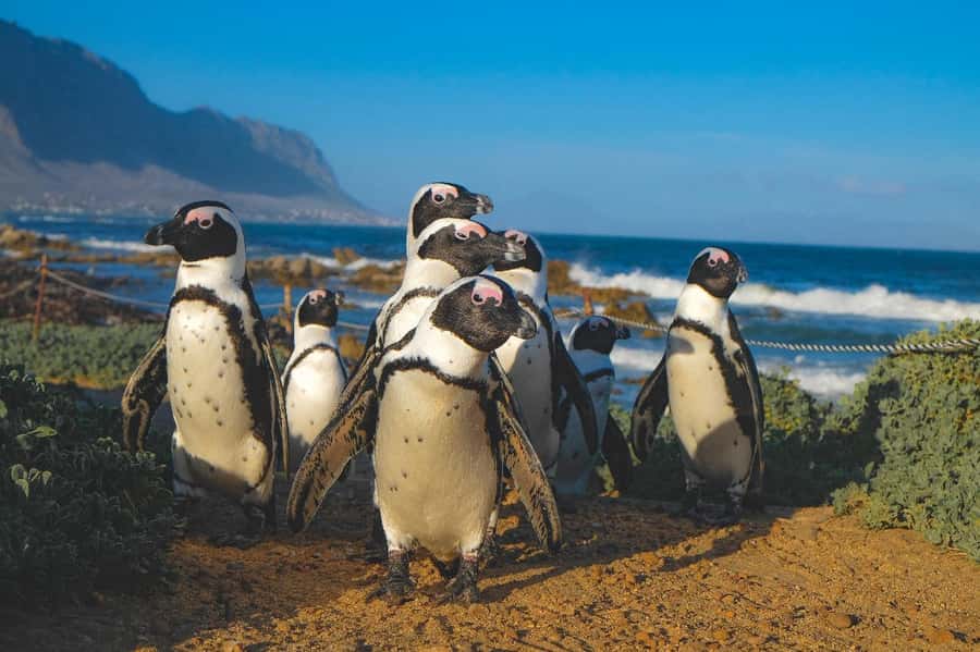 Exhilarating Shark Cage Diving Experience in Cape Town - Gansbaai and the safety briefing