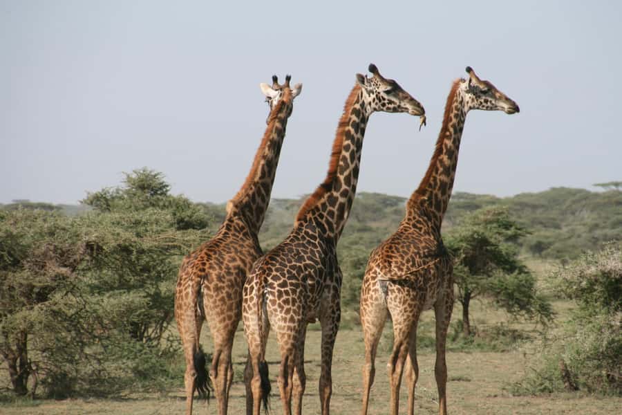 Experience an Amazing Big5 Safari near Cape Town! - Key points before you book