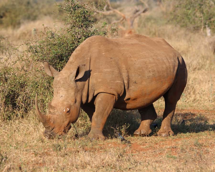 Experience an Amazing Big5 Safari near Cape Town! - The real appeal: a safari without leaving Cape Town