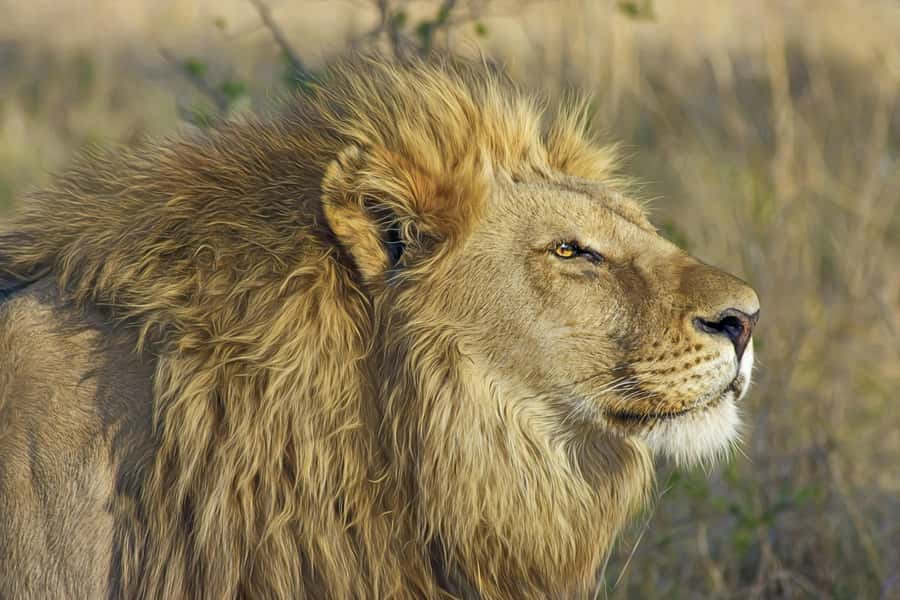 Experience an Amazing Big5 Safari near Cape Town! - Arriving at Aquila Private Nature Reserve