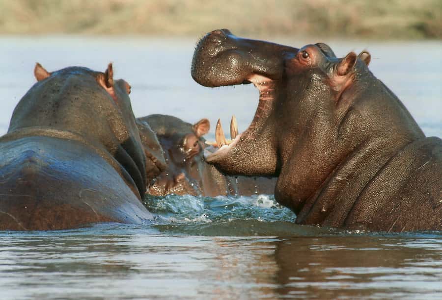 Experience an Amazing Big5 Safari near Cape Town! - Why the guide may shape your day