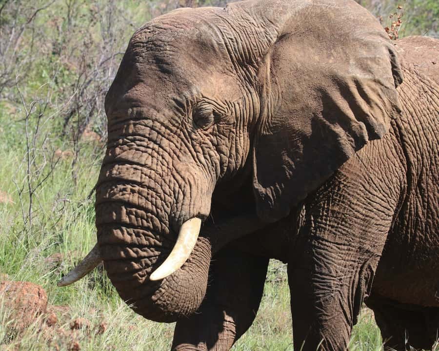 Experience an Amazing Big5 Safari near Cape Town! - Practical clothing and health advice
