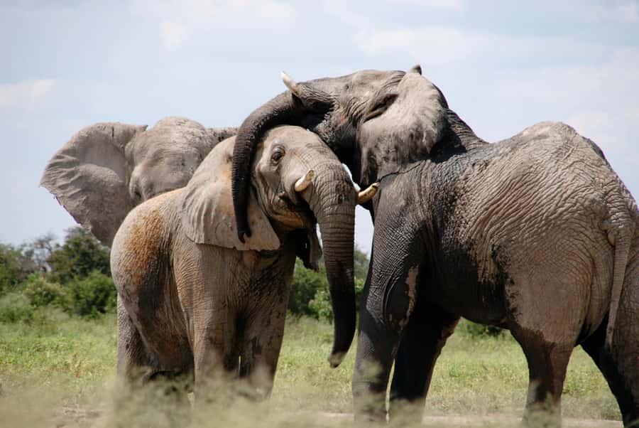 Experience an Amazing Big5 Safari near Cape Town! - From your hotel to the reserve