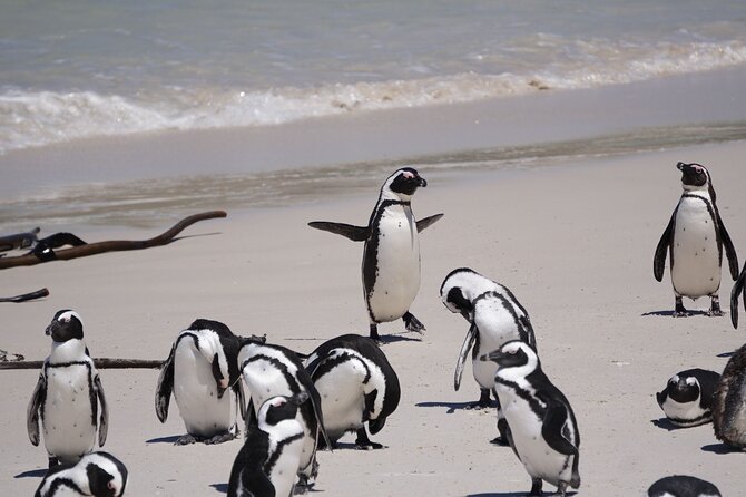 Explore Cape of Good Hope and Boulders Beach: Private Tour - Why this private Cape tour works so well in eight hours
