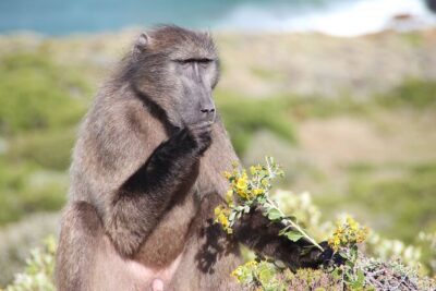 Explore Cape of Good Hope and Boulders Beach: Private Tour