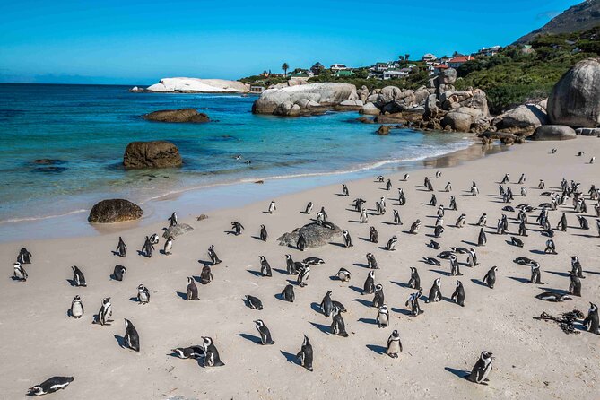Explore Cape of Good Hope and Boulders Beach: Private Tour - Lunch in Simons Town