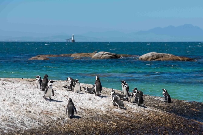 Explore Cape of Good Hope and Boulders Beach: Private Tour - The New Cape Point Lighthouse and panoramic views