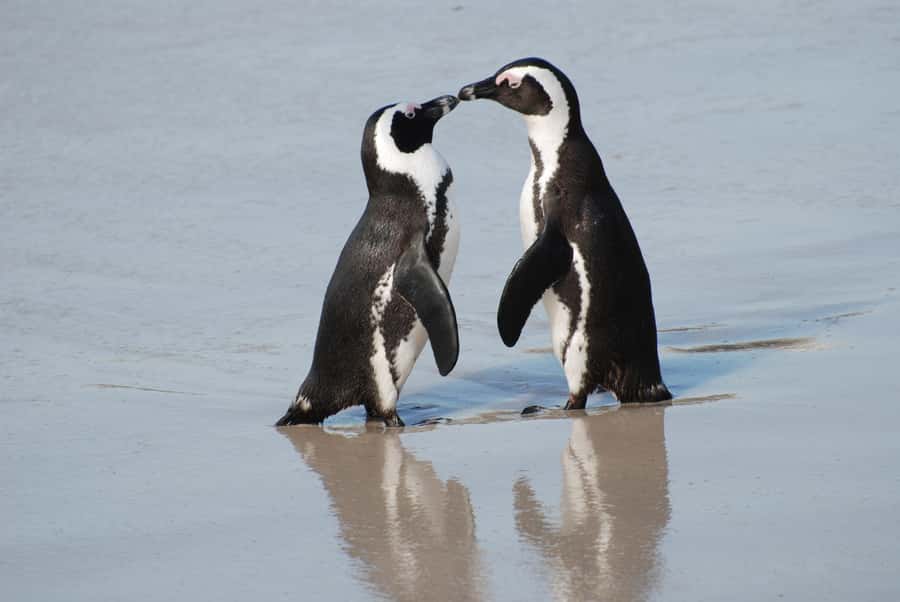 Explore: Cape of Good Hope and Penguins Full-Day Tour - Key things to know before booking