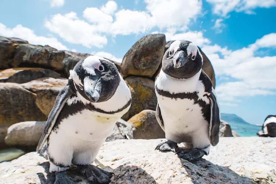 Explore: Cape of Good Hope and Penguins Full-Day Tour - Lunch and the optional coffee stop