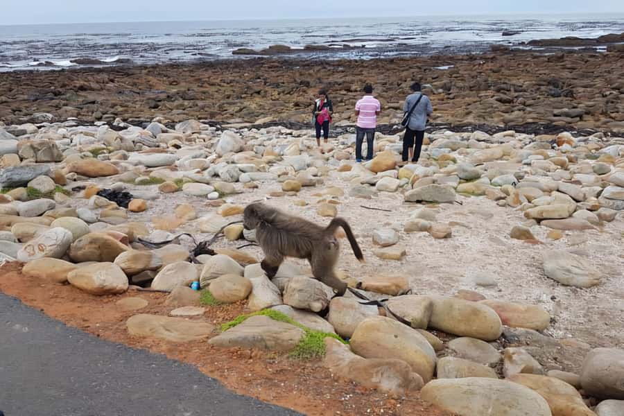 Explore: Cape of Good Hope and Penguins Full-Day Tour - Hout Bay gives you a useful choice