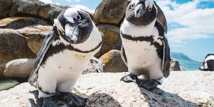 Explore: Cape of Good Hope and Penguins Full-Day Tour - Cape Point and the reserve need your full attention