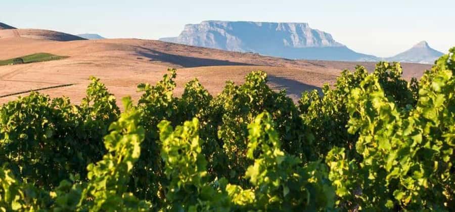 Explore Table Mountain, Kirstenbosch, & Constantia wineries. - Why this Cape Town combination works