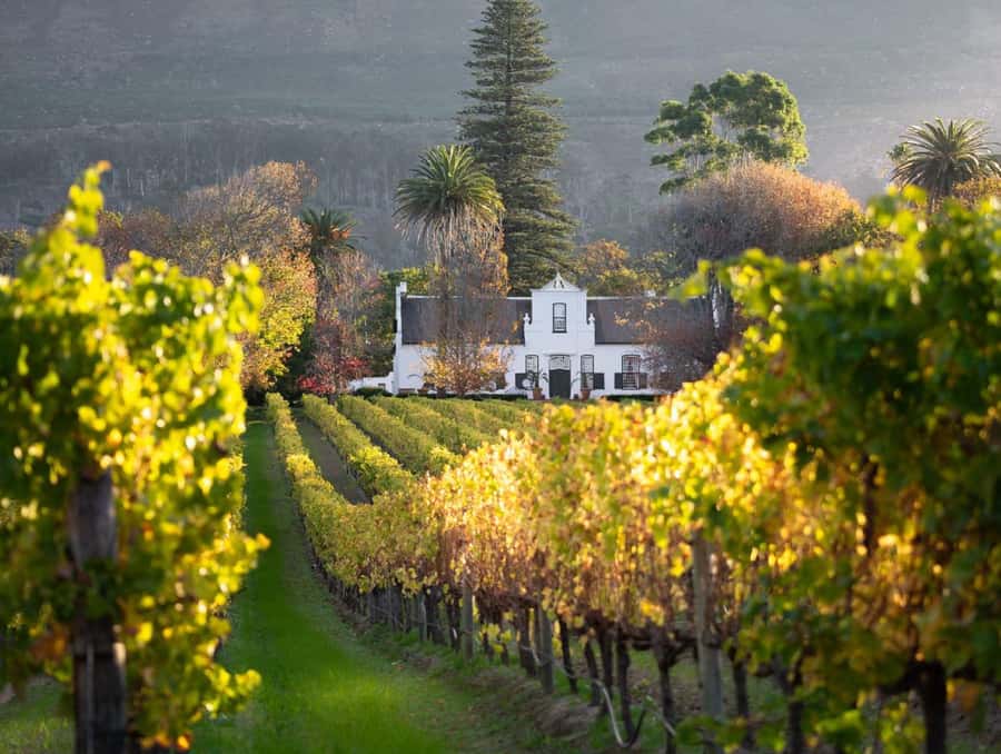 Explore Table Mountain, Kirstenbosch, & Constantia wineries. - Walking through Kirstenbosch’s 528 hectares