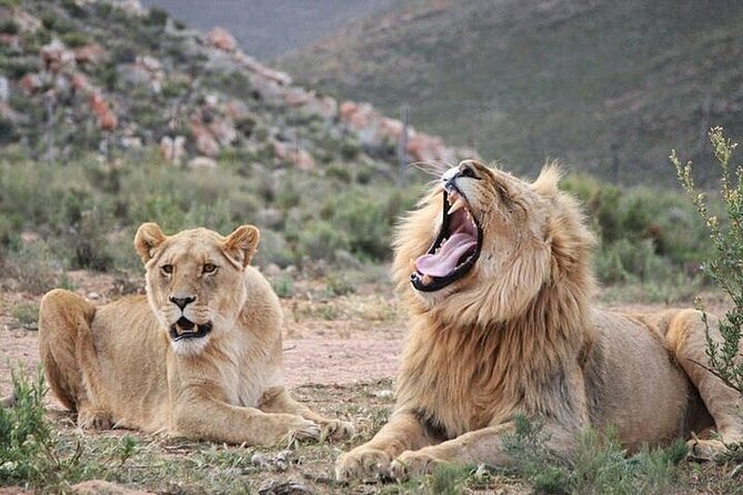 Explore the best Big 5 Aquila Safari Tour and Wine Tasting - Key points to know before booking