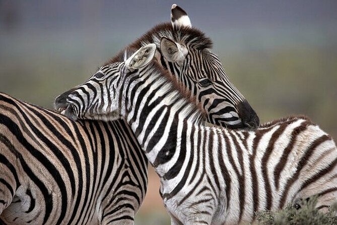 Explore the best Big 5 Aquila Safari Tour and Wine Tasting - Leaving Cape Town around 8:00 a.m.