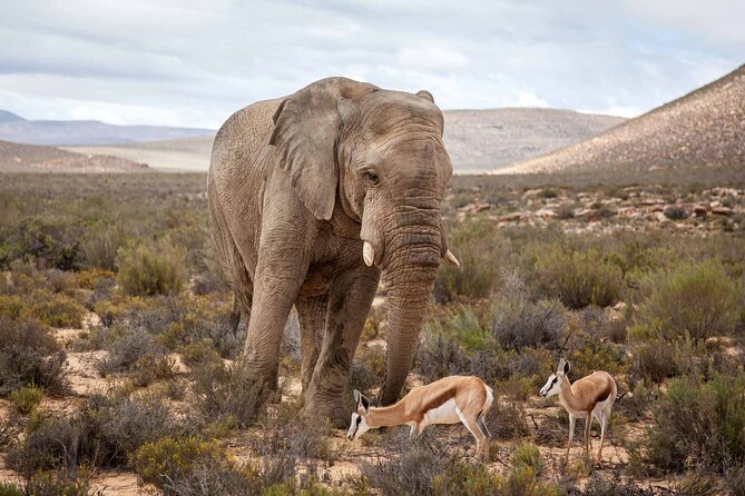 Explore the best Big 5 Aquila Safari Tour and Wine Tasting - What the Big Five drive can and cannot promise