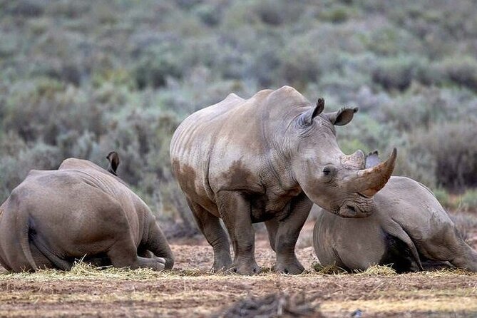 Explore the best Big 5 Aquila Safari Tour and Wine Tasting - Breakfast and buffet lunch keep the day simple
