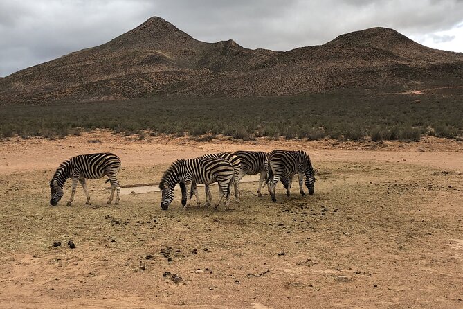 Explore the best Big 5 Aquila Safari Tour and Wine Tasting - The value of $248.19 per person