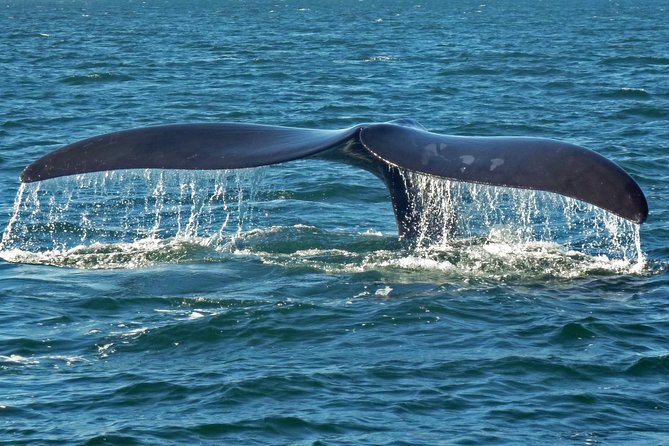 Explore the Garden Route from Cape Town - 4 Days - Day 3: Nature’s Valley, Plettenberg Bay, and wildlife care