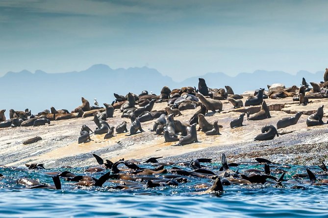 Explore the Garden Route from Cape Town - 4 Days - Day 4: Mossel Bay museums and Cape Fur Seals