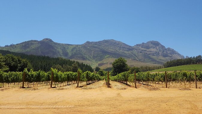 Family Winelands & Wildlife: Stellenbosch and Paarl - Giraffe House in Klapmuts: an easy first stop