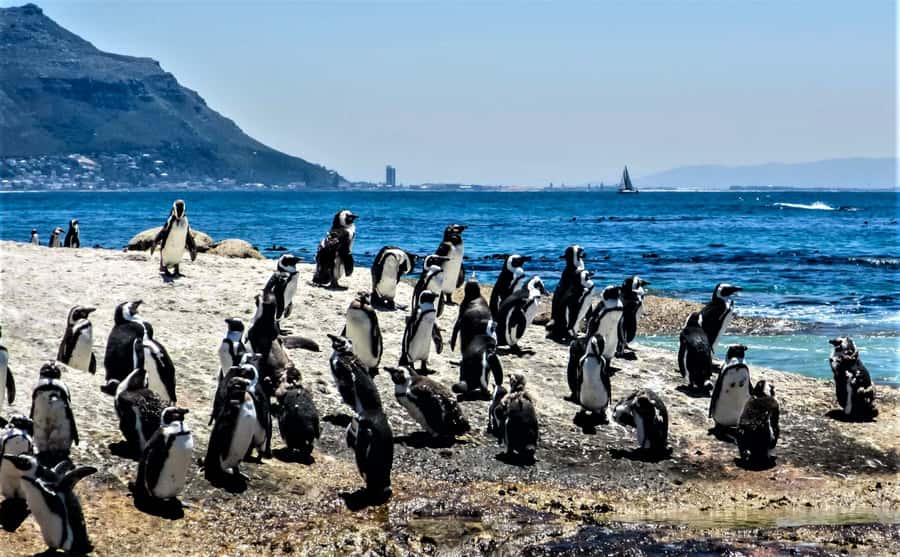 Fascinating Cape Peninsula Experience (private & exclusiv) - Key points to know before booking