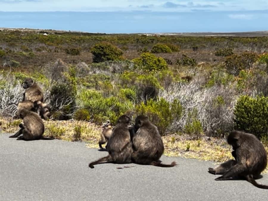 Fascinating Cape Peninsula Experience (private & exclusiv) - Chapman’s Peak Drive and the Atlantic return