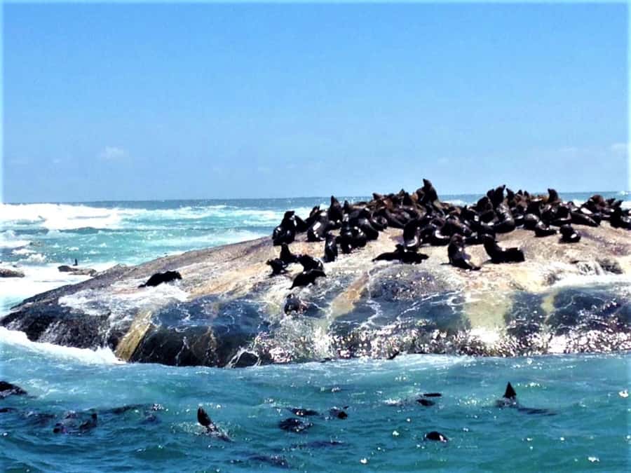 Fascinating Cape Peninsula Experience (private & exclusiv) - Who should book this private tour