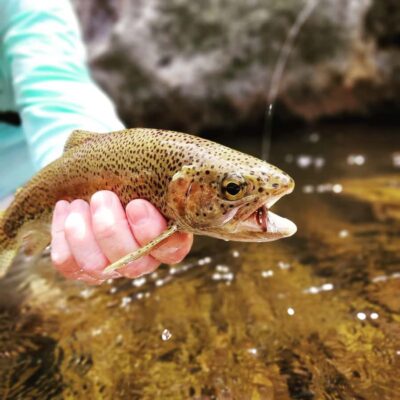 Fly Fishing in Cape Town