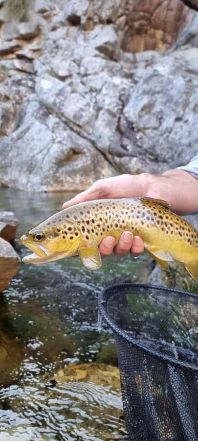 Fly Fishing in Cape Town - The $280 price and what it covers