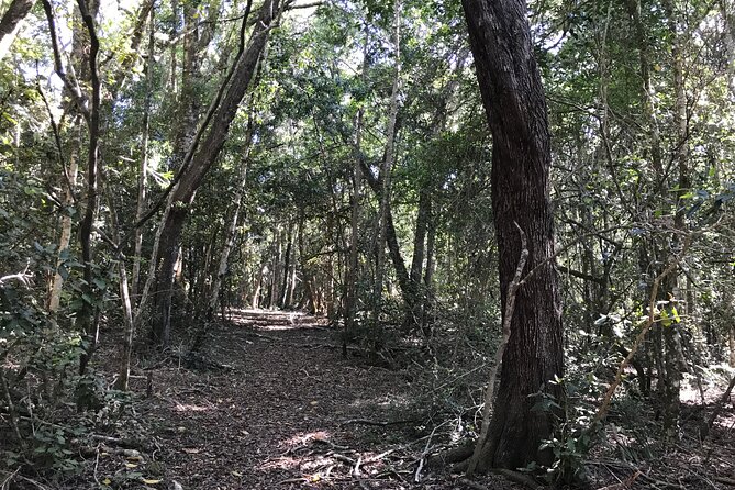 Forest Walk with Picnic and Wildife Tour - Meeting Tenikwa’s indigenous wild cats