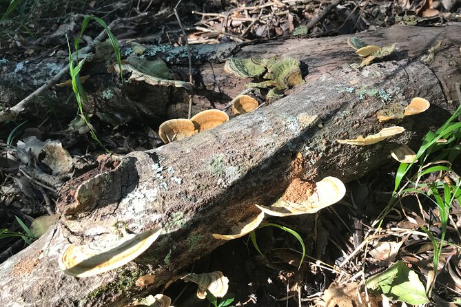 Forest Walk with Picnic and Wildife Tour - Watching for a Knysna Loerie and Narina Trogon