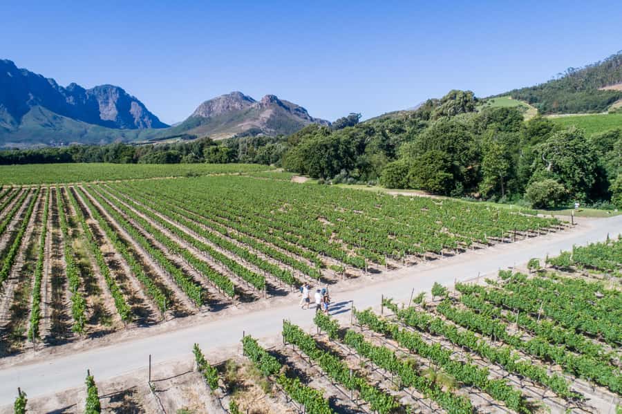 Franschhoek: An enchanting storytelling walk to 3 wine farms - What the four-kilometre route feels like