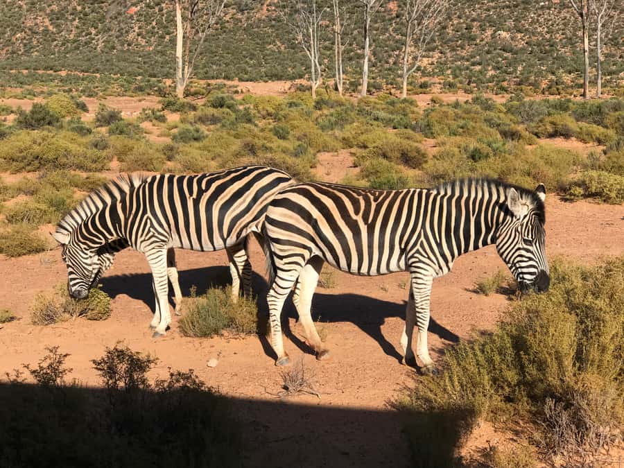 From Cape Town: 2-Day Garden Route Safari with Shark Diving - Key points to know before booking