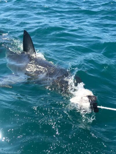 2-Day Garden Route Safari with Shark Diving