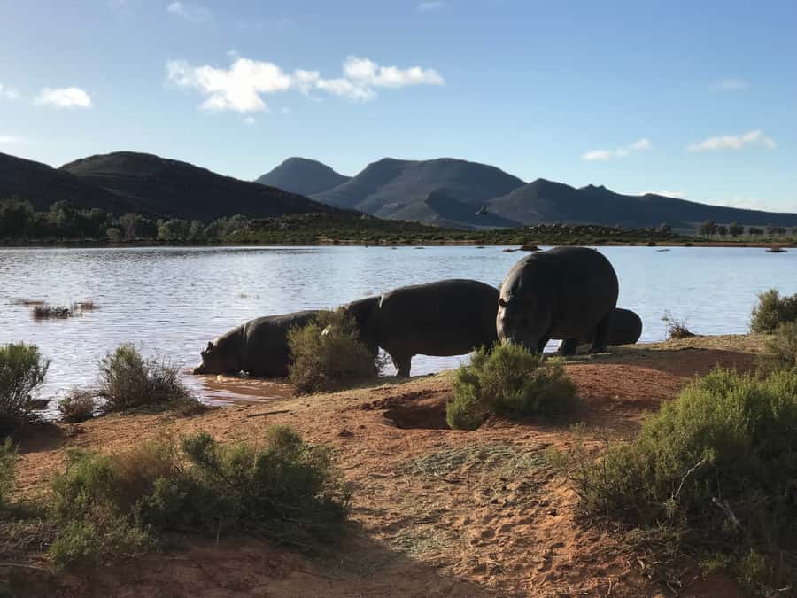 From Cape Town: 2-Day Garden Route Safari with Shark Diving - What the safari can really offer