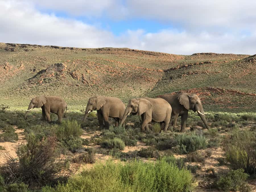 From Cape Town: 2-Day Garden Route Safari with Shark Diving - A wooden chalet, dinner, and one night in the bush